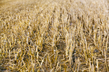 Golden wheat field