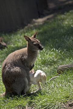red necked wallaby and joey