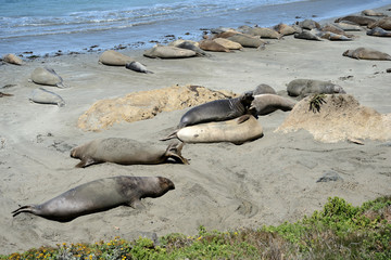 Sea Elephants on the Pacific Coast, California, USA