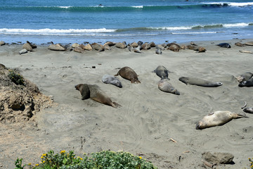 Sea Elephants on the Pacific Coast, California, USA