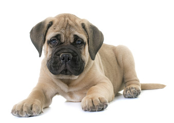 puppy bull mastiff