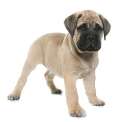 puppy bull mastiff