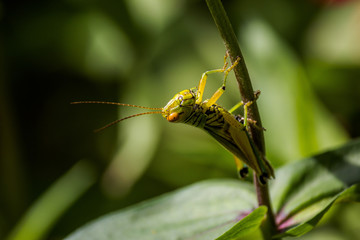 larger rice grasshopper