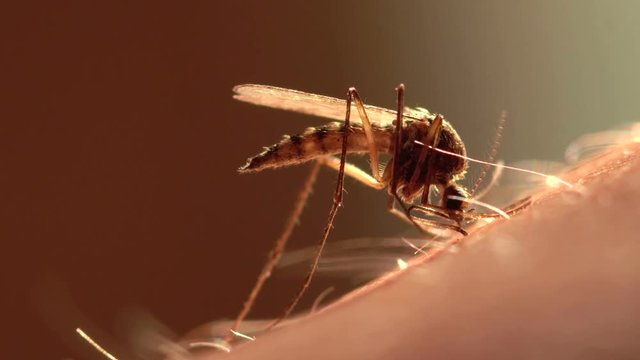  mosquito drank the blood. close-up 
