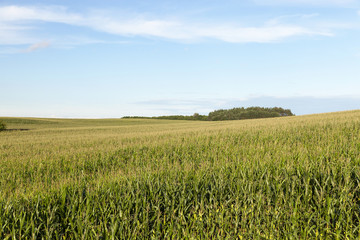 cornfield, summer
