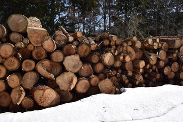 切り出された杉の丸太