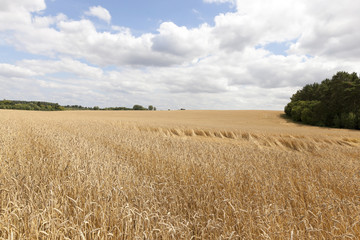 field of ripe cereal