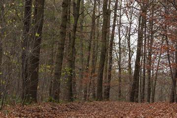 waldweg im herbst