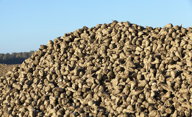 pile of of the harvest of sugar beet close up