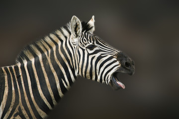 Portret Steppezebra © photoPepp