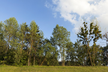 trees growing in the forest in the summer
