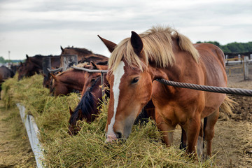 Obraz na płótnie Canvas horses eating hay