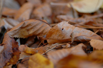 foglie in autunno