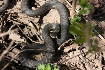 black snake