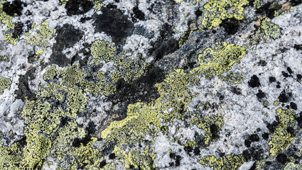 background of moss on rock