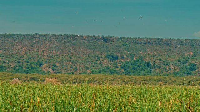 Cinematic shot of flight of various migratory water birds the Lake Manyara National Park, Tanzania, Africa. Pelicans, storks, ducks, geese, teals, francolins, cormorants, herons, Egrets, Ibis