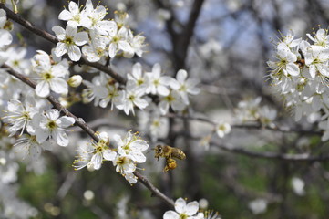 bee visitor and a blossom tree	