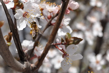 spring pink flower tree and a bee	