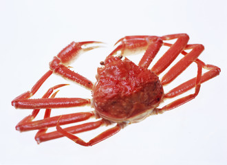Close-up of Red snow crab, isolated on white background. 