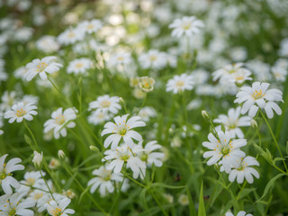 Flowers in soft light - Blumen in sanftem Licht