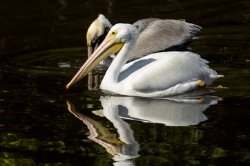 Pélican d'Amérique,.Pelecanus erythrorhynchos, American White Pelican