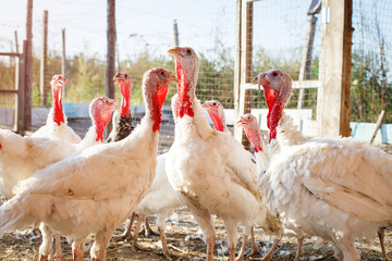 Turkey-cocks on a traditional poultry farm.