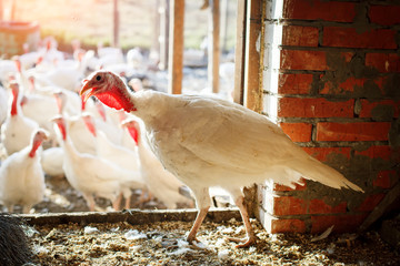 Turkey-cocks on a traditional poultry farm.