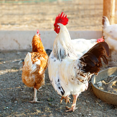 Chicken on a poultry farm.