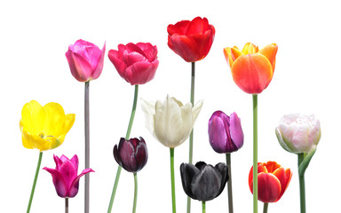 Set of different color tulips isolated on white background. Variety of colors of tulip flowers