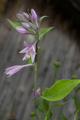 Fragile Hosta blossoms.