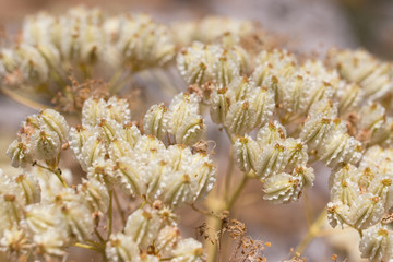 dry flowers