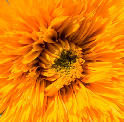 sunflower as a background