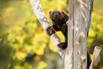 Majestic wolverine hang on a tree in front of the colourful background, great autumn colors,...