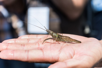 live green shrimp on the palm 