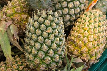 Group of pineapple background.