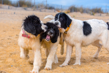 landseer water work rescue dog