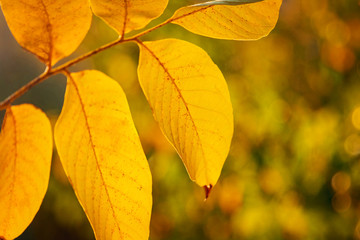 Autumn leaves background