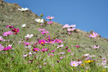 Obraz na płótnie Canvas Flowers around the hill in Xiahe (Labrang) - Amdo Tibet