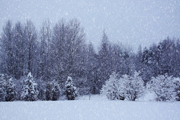 Beautiful winter landscape with snow covered trees.