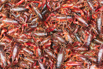 Bunch of living procambarus clarkii crayfishes close-up in a basket, China