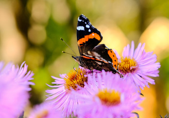 Butterfly admiral (Vanessa atalanta)