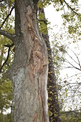 ствол дуба испорченный насекомыми