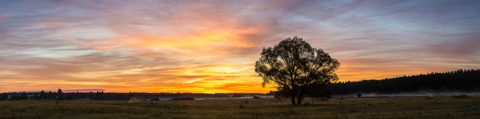 Sunrise over field and tree