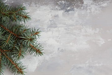 branch of spruce on a grey concrete background