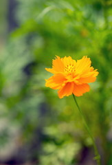 Marigold