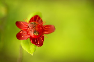 Mickey Mouse flower.