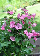 Malven im Garten
