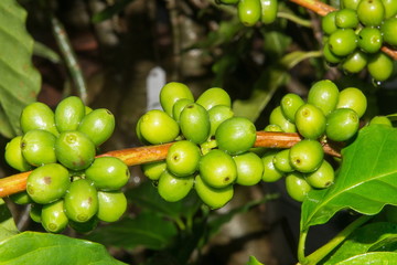 Coffee - green Arabica beans