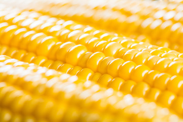 Corn background