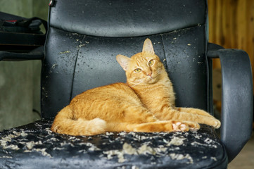 Red cat sitting on a chair was a scratch from a cat. - 175451523
